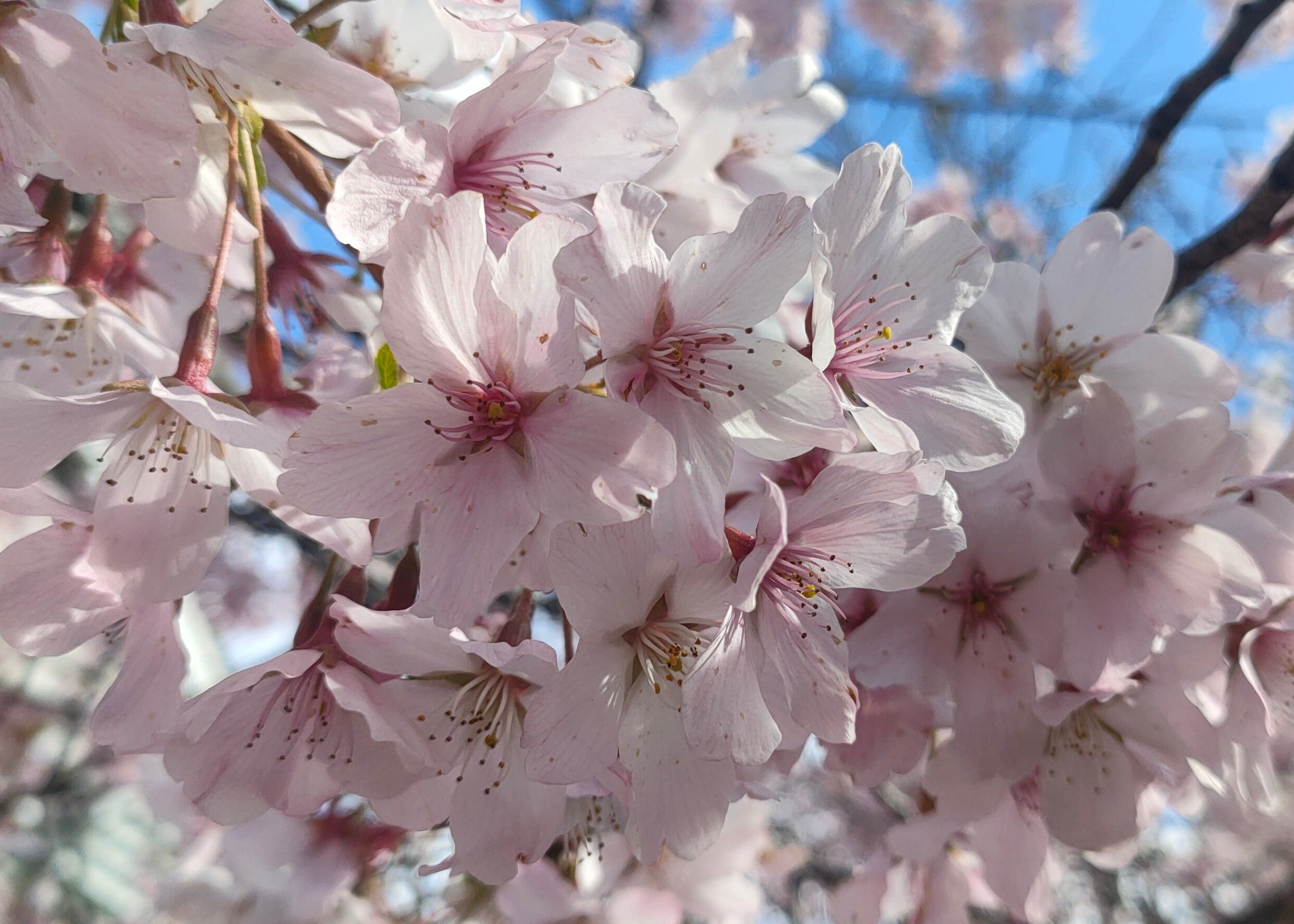Close-up of cherry blossoms against a blue sky